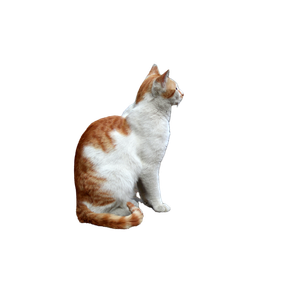 An Orange And White Cat Sitting By A Wooden Fence On A Cobblestone Path. 14482 - Cat PNG image with transparent background